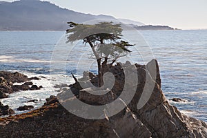 Lone cypress tree, Pebble Beach, CA