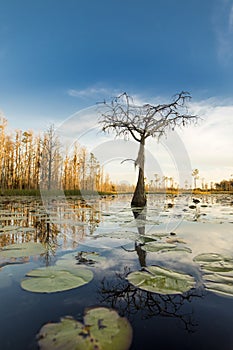 A lone cypress tree stands in a pond of lily pads, Nymphaeaceae sp. at sunset in the Okefenokee swamp of Georgia, USA