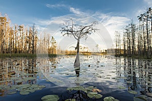 A lone cypress tree stands in a pond of lilypads in the Okefenokee swamp at sunset