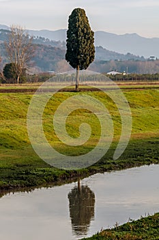 A lone cypress tree in the Tuscan countryside, Italy, is reflected in the water of a canal below