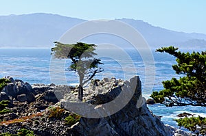 The Lone Cypress, Pebble Beach, Monterey, California, USA