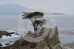Lone Cyprus Tree