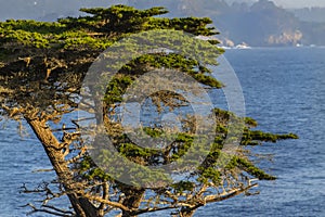 Lone Cyrpess Tree On The California Coastline