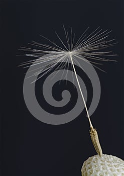 Lone Dandelion Seed