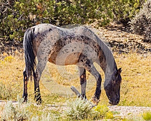 Wild horses of Pryor Mountain photo