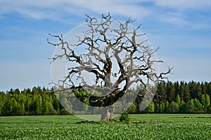 A lone dead oak tree as a natural sculpture in nature