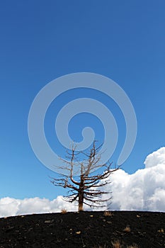 A lone dead tree against a blue sky