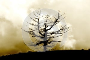 Lone dead tree against a cloudy sky, vintage