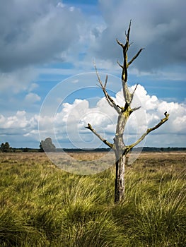 Lone dead tree on heath lands in the Netherlands