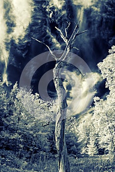 Lone Dead Tree - Infrared