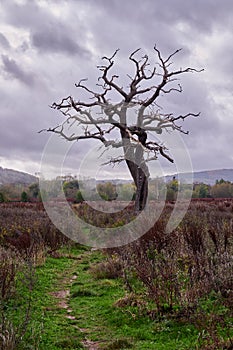 Lone dead tree with no leaves in barren countryside in England under cloudy sky