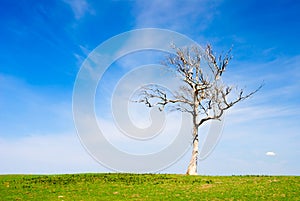 Lone Dead Tree in Paddock