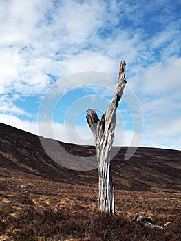 Lone dead tree in Scotland highlands