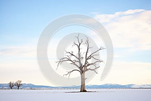 lone dead tree silhouette with snowy flatland