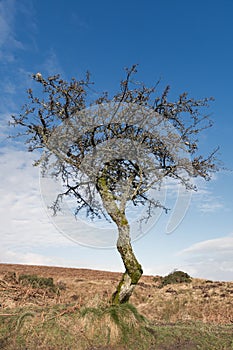 A single dead tree in a field