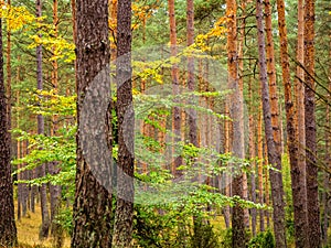 Lone deciduous tree growing between high pine trees in a deep pine forest