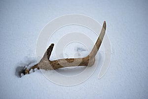 Lone Deer Antler In Heavy Snowfall