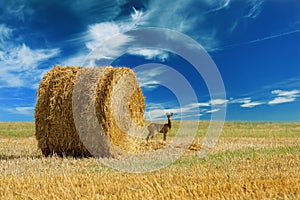 Lone deer in the field