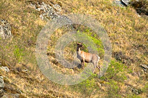 A lone deer on a green meadow