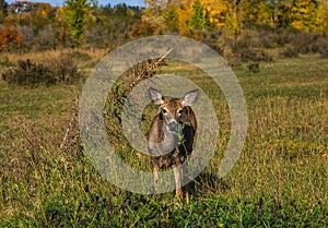 Lone Deer Munching Leaves