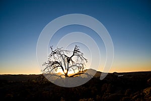 Lone desert tree at sunset