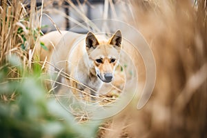 lone dingo stalking prey in a bush