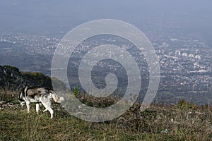 Lone dog over skopje