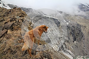 Lone dog on the ridge