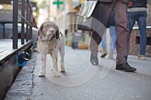 Lone dog waiting for owner on the street