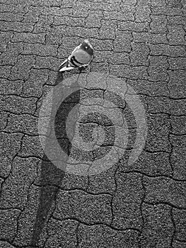 Lone domestic pigeon, Columba Livia, backlit by morning sunlight