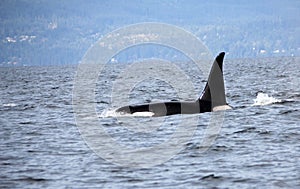 Lone Dorsal fin with Pod of Resident Orcas of the coast near Sechelt, BC