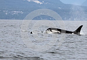 Lone Dorsal fin with Pod of Resident Orcas of the coast near Sechelt, BC