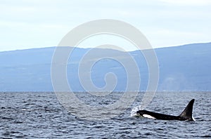 Lone Dorsal fin with Pod of Resident Orcas of the coast near Sechelt, BC