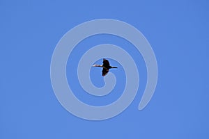 Lone Double-crested cormorant (Nannopterum auritum) flying against blue sky