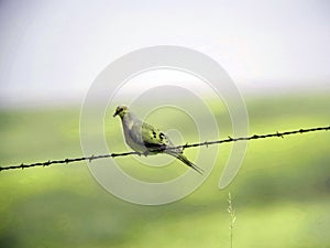 A lone dove on a barbed wire fence