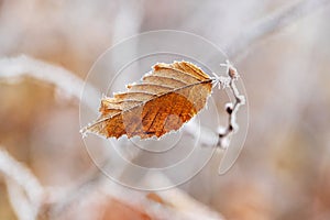 Lone dry frosty leaf on a tree branch_