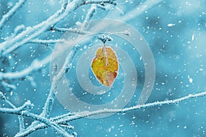 A lone dry leaf covered with frost on a tree. The branches of the tree in winter are covered with frost in blue winter tones