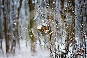 Lone dry leaf on a tree branch. Winter snowy day in the woods_