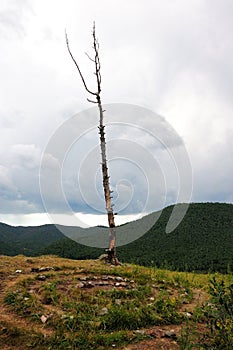 A lone dry pine tree on top of a mountain in front of an ancient stone labyrinth