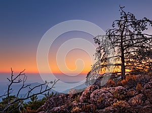 Lone dry tree among the rocks in the mountains at sunset