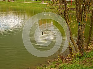 The lone duck in the pond in the spring Moscow