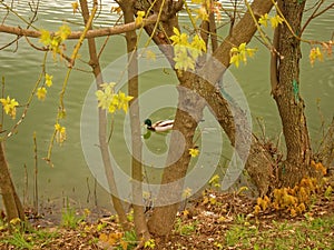 The lone duck in the pond in the spring Moscow