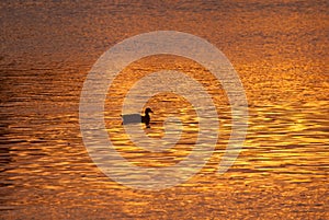 Lone Duck Swimming Across Golden Pond at Sunset