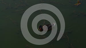 A lone duck swims on a green lake in search of food