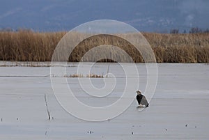 Lone Eagle on Lake Ice