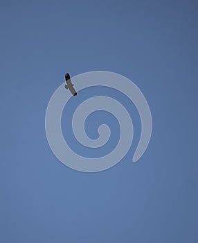 A lone eagle soars and plans in a clear cloudless sky