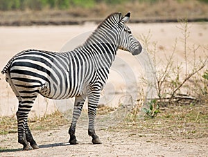 Lone ebra on the dry african plains in south Luangwa, Zambia