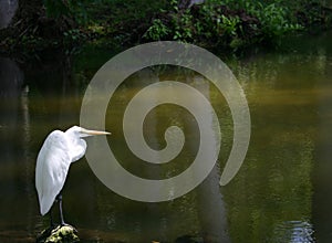 Lone egret