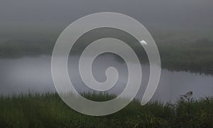 A lone egret feeds in the fog at Guste Island Louisiana