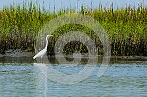 Lone Egret